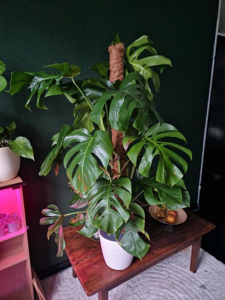 Monstera Deliciosa op Klimpaal, Huis en Inrichting, Kamerplanten, Overige soorten, Minder dan 100 cm, Groene kamerplant, Halfschaduw