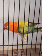 Fischerie, Geslacht onbekend, Dwergpapegaai of Agapornis, Geringd