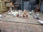 Duiven, Dieren en Toebehoren, Pluimvee, Meerdere dieren