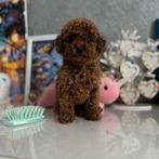 Toy Poodle Reutje (Red Brown) – Yarno – Extra Klein & Lief, Dieren en Toebehoren, Honden | Chihuahua's en Gezelschapshonden, Poedel