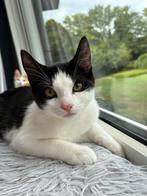 Gratis af te halen 2 kittens, Dieren en Toebehoren, Katten en Kittens | Overige Katten