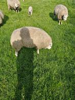 schapen, Dieren en Toebehoren, Schapen, Geiten en Varkens, Mannelijk, Schaap, 0 tot 2 jaar