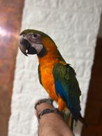 Catalina ara 2025 man handtam, Dieren en Toebehoren, Mannelijk, Papegaai, Geringd
