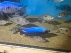 Copadichromis mloto, Dieren en Toebehoren, Vis