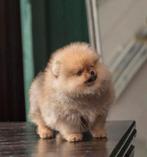 Pomeranian pup pomeriaan pup puppy raszuiver, Dieren en Toebehoren, Honden | Poolhonden, Keeshonden en Oertypen, 8 tot 15 weken