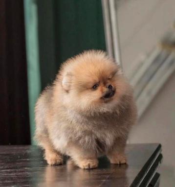 Pomeranian pup pomeriaan pup puppy raszuiver beschikbaar voor biedingen