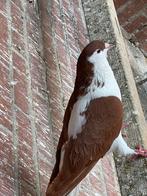 Te koop Afghaanse duif man, Dieren en Toebehoren, Vogels | Duiven, Mannelijk, Overige soorten