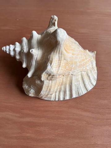 Grote Decoratieve Schelp - Woonaccessoire Antiek Stijl beschikbaar voor biedingen