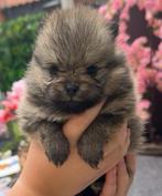 Super mooie en raszuive bearface pomeraan/pomeranian pups, Dieren en Toebehoren, Honden | Poolhonden, Keeshonden en Oertypen, Keeshond