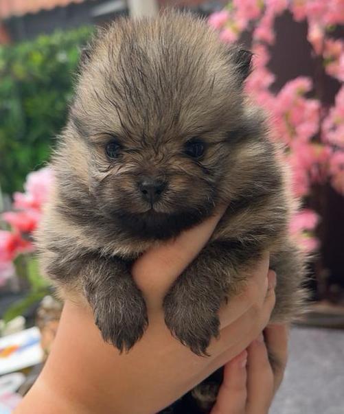 Super mooie en raszuive bearface pomeraan/pomeranian pups, Dieren en Toebehoren, Honden | Poolhonden, Keeshonden en Oertypen, Meerdere dieren