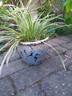 Bloempot met plant Carex 22 cm., Ophalen of Verzenden, Zo goed als nieuw, Overige vormen