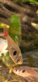 Rode phantoomzalm 10 stuks, Dieren en Toebehoren, Vissen | Aquariumvissen, Vis