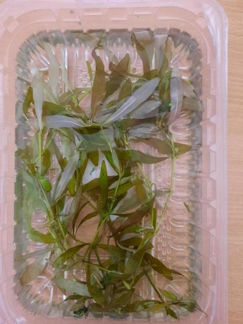 Belgisch groen, makkelijke aquariumplant, grote bos, Dieren en Toebehoren, Vissen | Aquaria en Toebehoren, Zo goed als nieuw, Plant(en), Steen of Hout