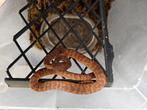 Chilabothrus Inornatus Puerto Ricaan regenboog boa, Slang, 0 tot 2 jaar
