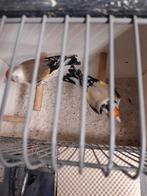 Te koop 1 koppel putter, Meerdere dieren, Wildzangvogel, Geringd