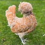 Gezocht Padua hen, Dieren en Toebehoren, Pluimvee, Vrouwelijk, Kip