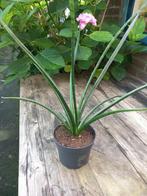 leuke, gezonde sprietige plant, sanseveria, bladlengte 40 cm, Huis en Inrichting, Kamerplanten, Ophalen of Verzenden