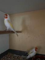 Mooie koppel  putter, Meerdere dieren