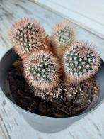 Cactus, Ophalen, Zomer, Overige soorten, Volle zon