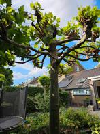 Dakplantaan 2x, Tuin en Terras, Ophalen, Halfschaduw, Overige soorten