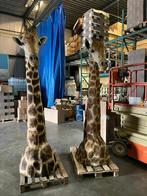 opgezette giraffe 265cm hoog!! Met CITES certificaat!!