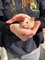 Syrische hamsters super lief en super tam., Dieren en Toebehoren, Knaagdieren, Hamster, Meerdere dieren, Tam, September