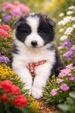 Pup mama samojeed x husky papa volle samojeed, 8 tot 15 weken, Teef, Poolhond, Eén hond