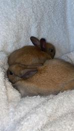 Twee konijntjes, Dieren en Toebehoren, Konijnen, Mannelijk