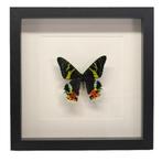 Urania ripheus vlinder passe partout lijst 25x25 cm, Verzamelen, Dierenverzamelingen, Ophalen of Verzenden, Nieuw, Insect, Opgezet dier