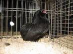Grubbe baardkrielen, Dieren en Toebehoren, Pluimvee, Meerdere dieren, Kip