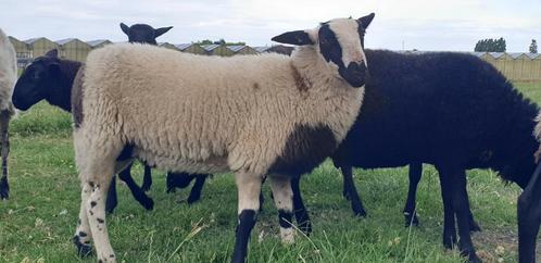 Schoonebeeker ramlammen, Dieren en Toebehoren, Schapen, Geiten en Varkens, Schaap, Mannelijk, 0 tot 2 jaar