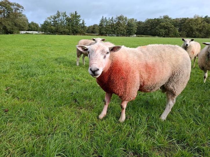 swifter dek ram, Dieren en Toebehoren, Schapen, Geiten en Varkens, Schaap, Mannelijk