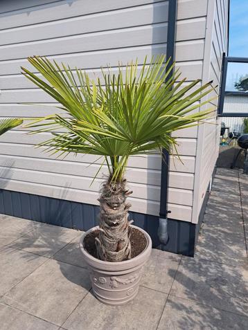 TRACHICARPUS FORTUNEI totaal 180cm hoog. Stam 65cm beschikbaar voor biedingen