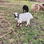 Lief dwerg bokje!, Dieren en Toebehoren, Schapen, Geiten en Varkens, Mannelijk, Geit