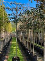 Ontdek jouw ideale boom met onze expertise, Tuin en Terras, Planten | Bomen, Ophalen of Verzenden