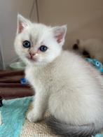 Britse korthaar kittens (nog 2 beschikbaar), Ontwormd, Meerdere dieren, 0 tot 2 jaar