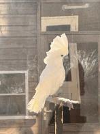 witkuif kaketoe, Dieren en Toebehoren, Vogels | Parkieten en Papegaaien, Vrouwelijk, Parkiet, Pratend