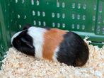 Jonge cavia’s te koop, Dieren en Toebehoren, Knaagdieren, Vrouwelijk, Cavia, Na 1 juli 2024, Tam