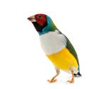 Gevraagd Roodkop/witborst Gouldamadine, Dieren en Toebehoren, Meerdere dieren, Tropenvogel