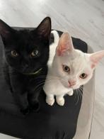 Lieve kittens  Brits/Maine coon, Dieren en Toebehoren, Katten en Kittens | Overige Katten, Poes, 0 tot 2 jaar