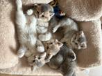 Lieve Britse Korthaar kittens uit liefdevol nestje! 12weken, Dieren en Toebehoren, Katten en Kittens | Raskatten | Korthaar, Meerdere dieren