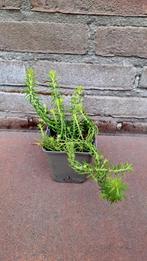 Tripmadam (Sedum reflexum), Ophalen, Zomer, Overige soorten, Volle zon