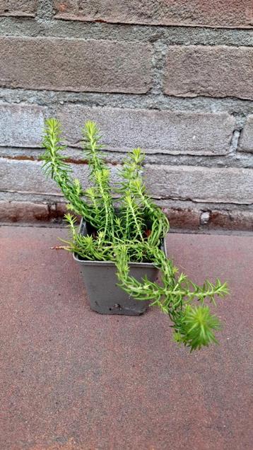 Tripmadam (Sedum reflexum) beschikbaar voor biedingen