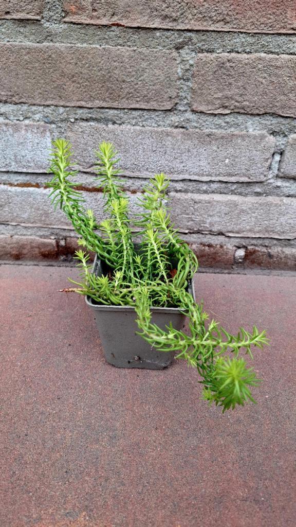 Tripmadam (Sedum reflexum), Tuin en Terras, Planten | Tuinplanten, Overige soorten, Volle zon, Zomer, Ophalen
