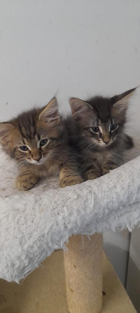 Noorse boskat kittens tekoop, Dieren en Toebehoren, Katten en Kittens | Raskatten | Langhaar, Meerdere dieren, 0 tot 2 jaar, Met stamboom