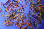 Japanse Koi , kweker Otsuka, € 8,95, Karper of Koi