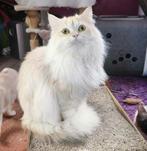 prachtige jonge katers (Perzisch x Ragdoll) – 9 maande, Dieren en Toebehoren, Katten en Kittens | Raskatten | Langhaar, Kater