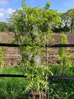 Blauwe Regen (Wisteria sinensis) op rek, Tuin en Terras, Planten | Tuinplanten, Ophalen, Volle zon, Vaste plant, Klimplanten