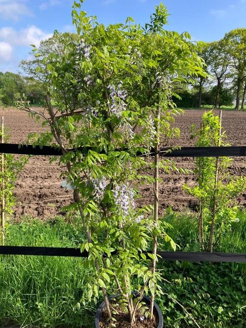 Blauwe Regen (Wisteria sinensis) op rek, Tuin en Terras, Planten | Tuinplanten, Vaste plant, Klimplanten, Volle zon, Zomer, Ophalen