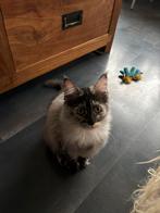 Maine coon poesje met stamboom, Meerdere dieren, Gechipt, 0 tot 2 jaar